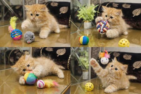 Persian Kittens | Triple Coated | Fluffy Kittens | For Sale | COD Ava