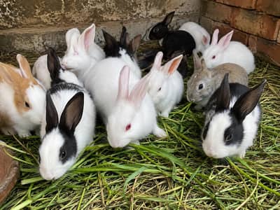 Rabbits for Sale – Male & Female Available