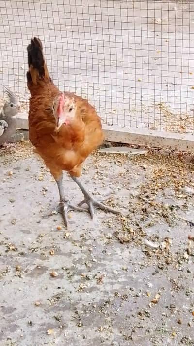 Desi murgi