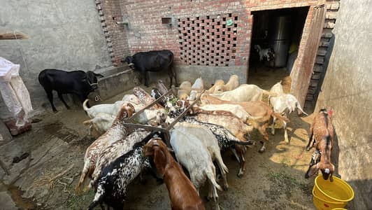 18 Bakra