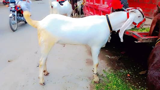 rajanpuri Gulabi Bakra