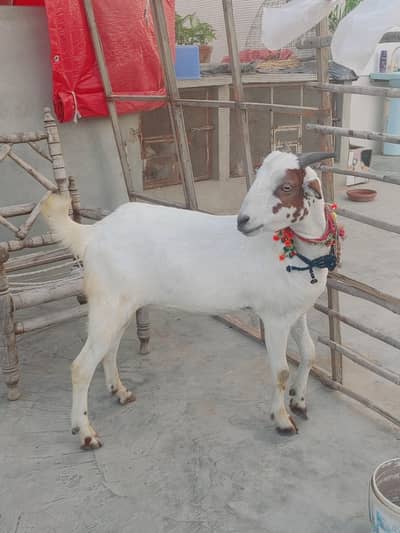 Quality 2 dant blade khassi teddy bakra for qurbani