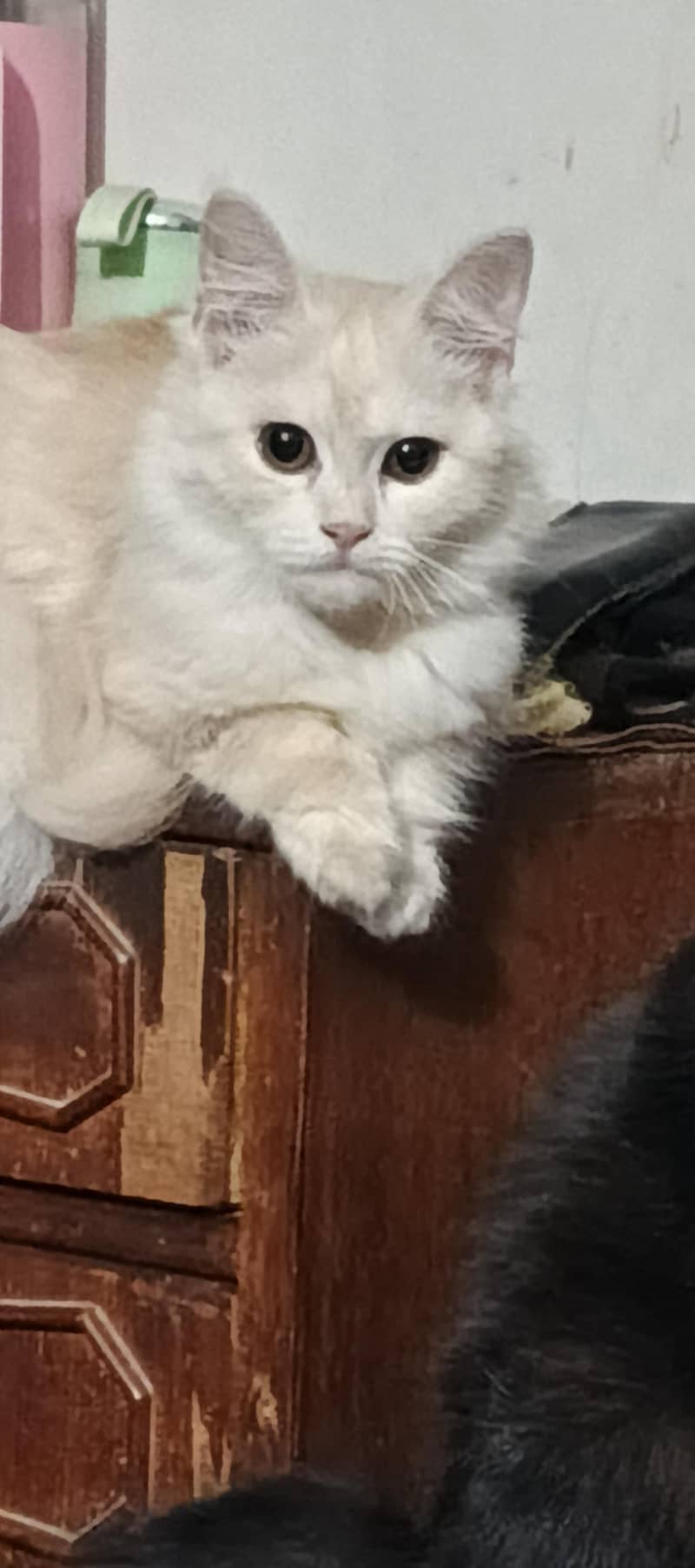 kitten 0