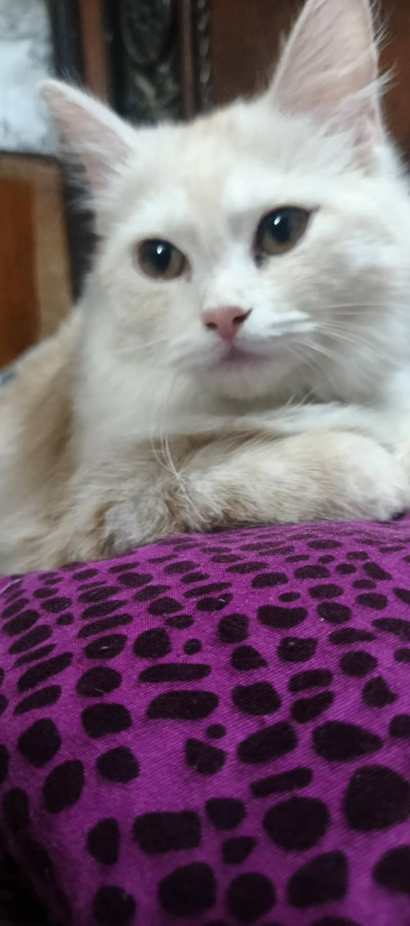 kitten 1
