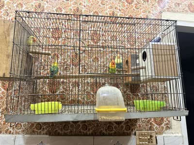 Lovebirds pair with big cage