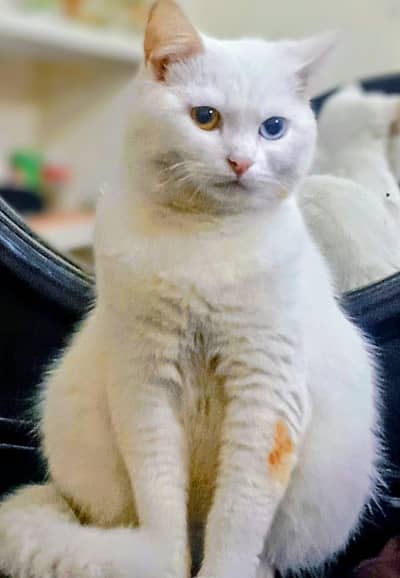 03274299172 is number pe contact krlay precian Cat