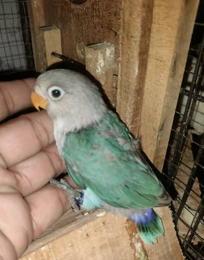 Hand Tame chick, Love Birds Pairs