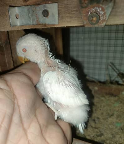 Hand Tame chick, Love Birds Pairs