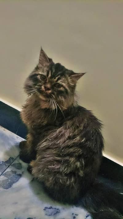 PERSIAN ADULT MALE CAT