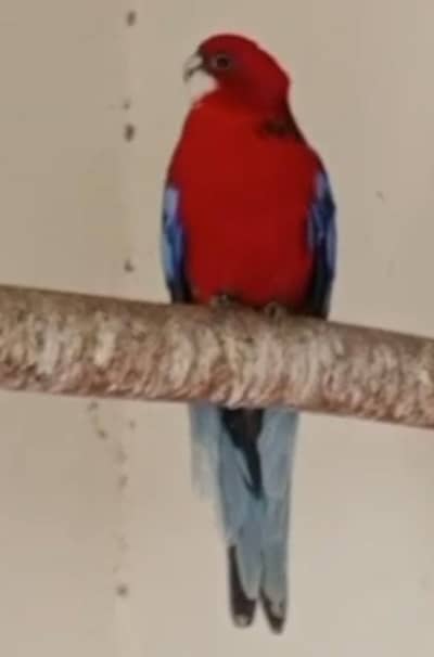 Rosella Red