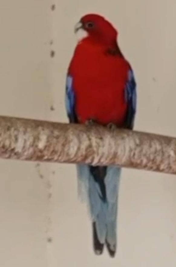 Rosella Red 0