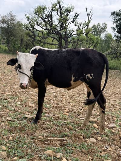 Bachra for qurbani