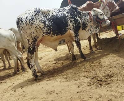 Cow share
