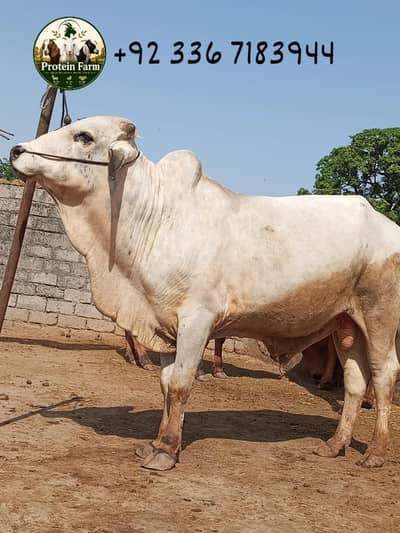Desi-Brahman Bull for Sale – Active & Heavy Weight