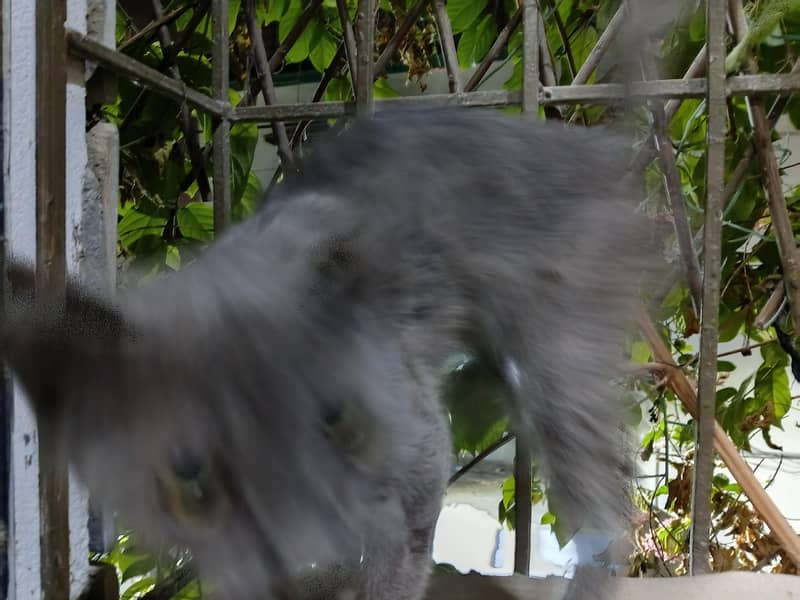 persian 1