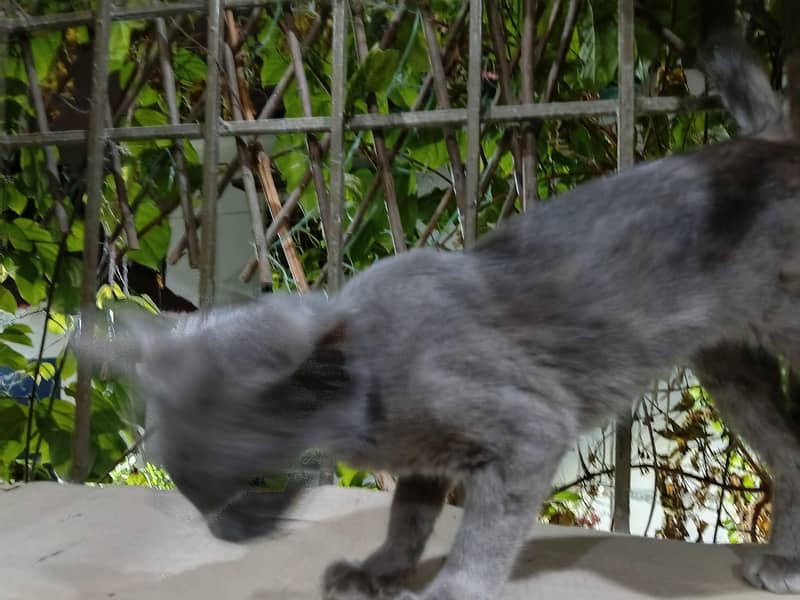 persian 2