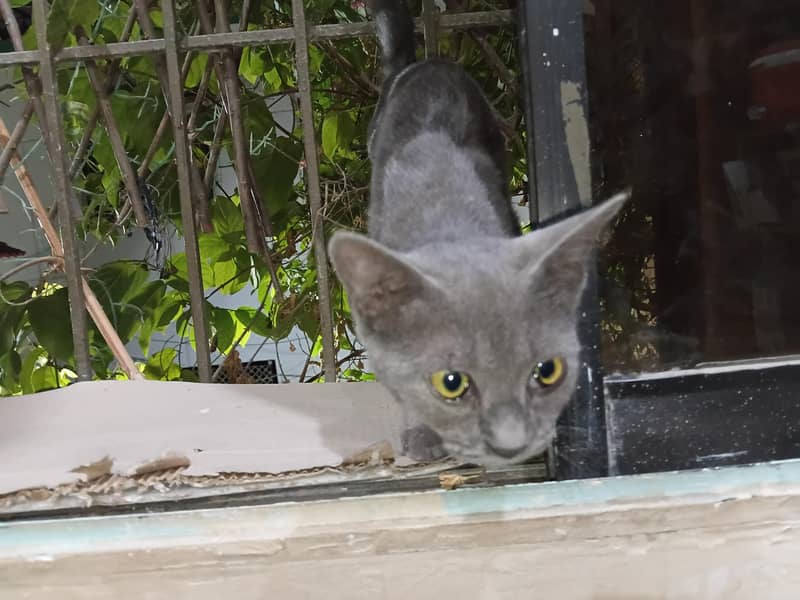 persian 4