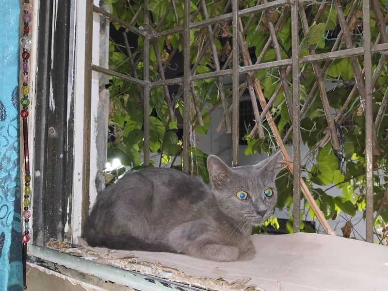 persian 5