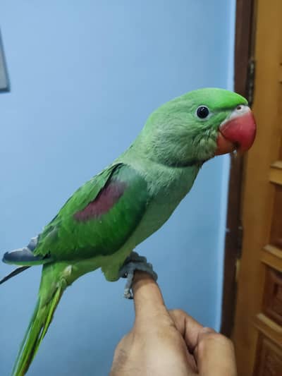 Kashmiri Raw Chick for sale | RS:15499