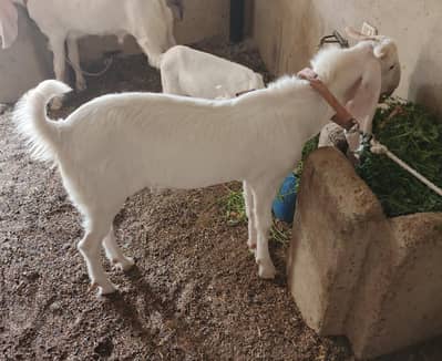 gulabi male for qurbani