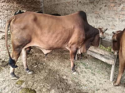 Bull / Bachra / Wacha / wera / Qurbani ka janwar / Qurbani 2026