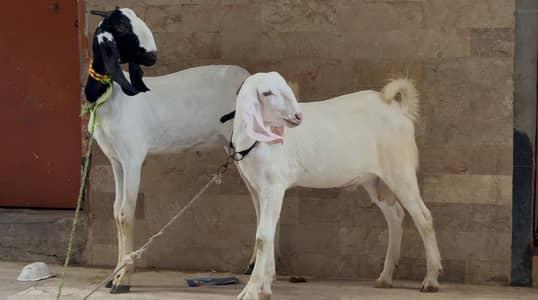 Bakra jori for sale