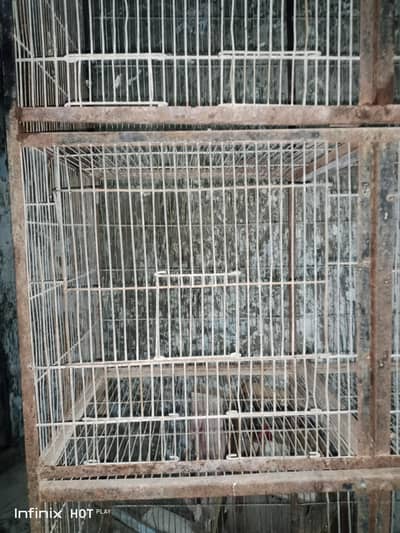 birds cage