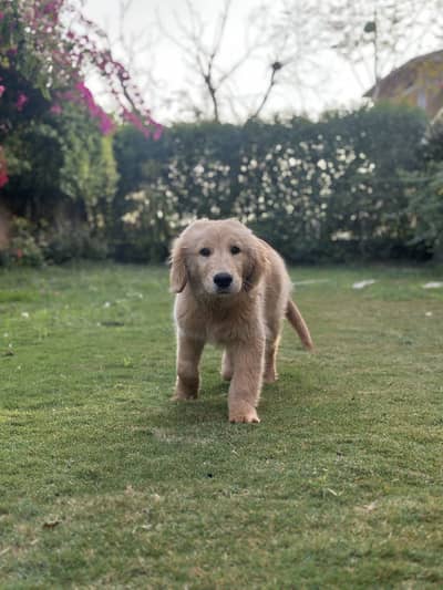 Triple coat,(Imported)Golden Retriever—Friendly & Healthy.