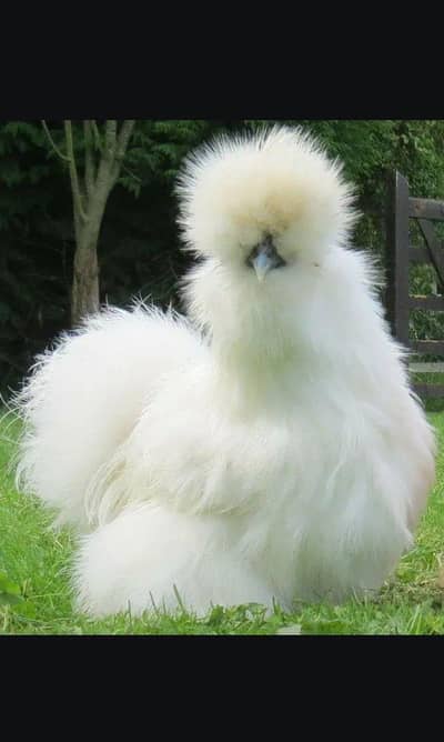 white silky golden baf black polish egg and chicks available