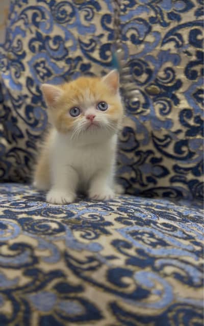 Scotish straight ears male available 