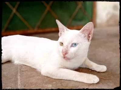 imported cat