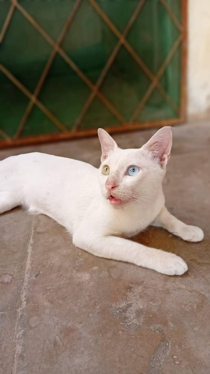 imported cat 1