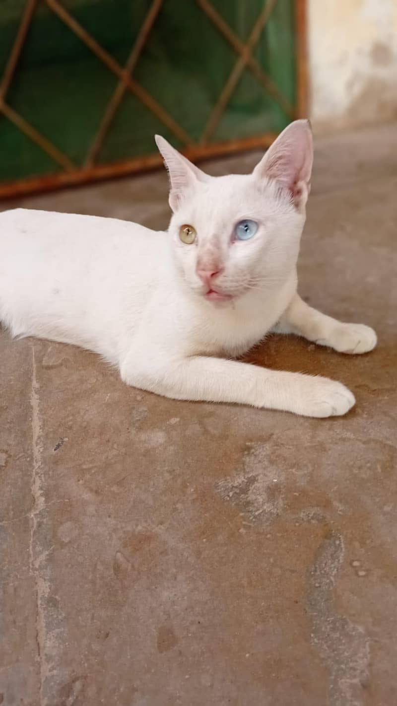 imported cat 2