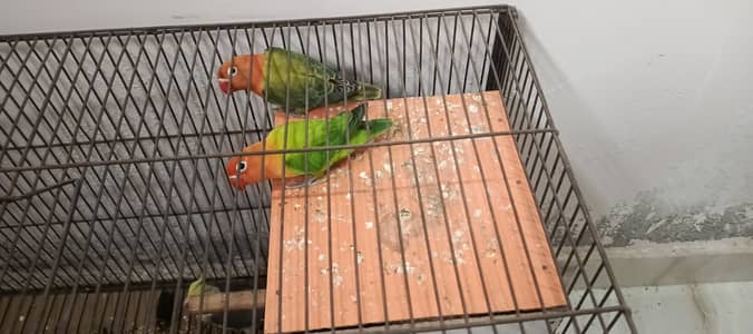 love birds nd cocktail birds pair for sale