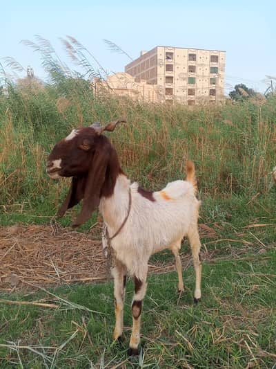  14-Month-Old Female Goat for Sale – Healthy & Active