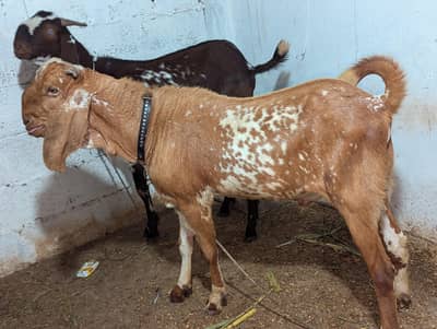 Gar ka palaa Bakraa goat