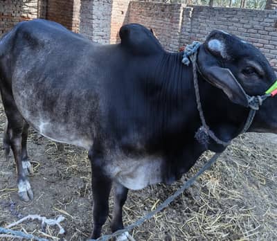 Qurbani Ka Bell