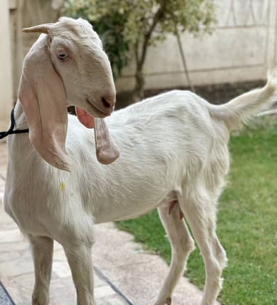 Healthy Muhammad Pur Pregnant Goat for Sale