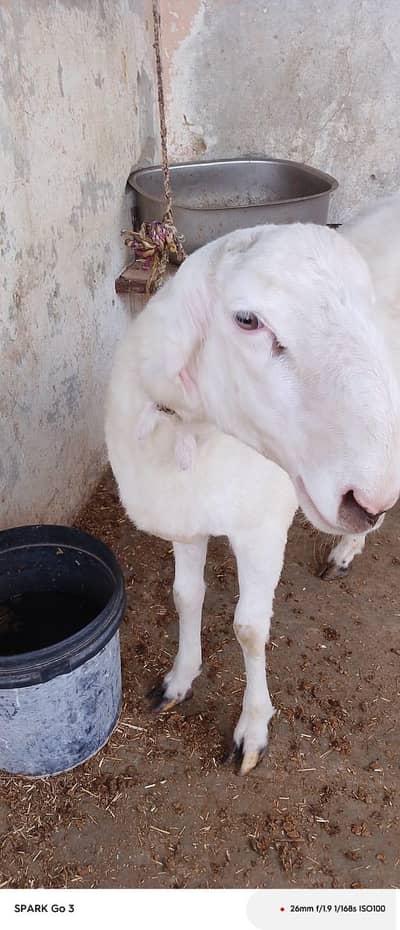 2 dant dumba for sale