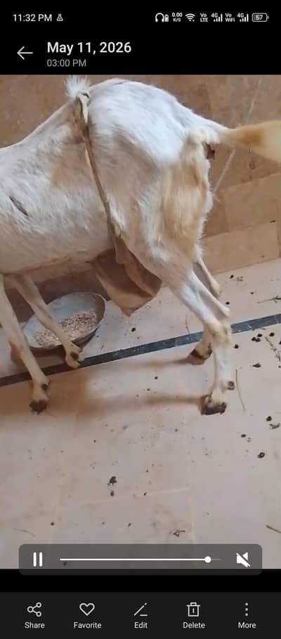 Bakri aur bacha for sell