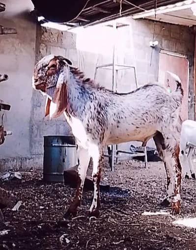 goat for sale makah chini bakra