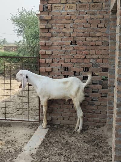 kot shakir dist jhang