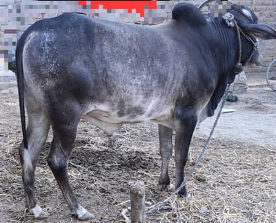 Qurbani ka bull