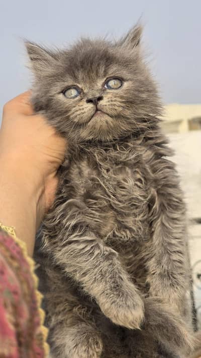 Persian Kittens for  argent Sale