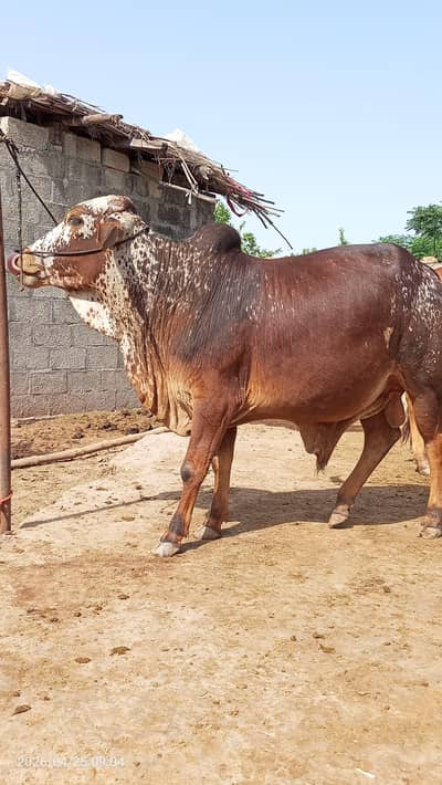 Cholistani and Brahman Cross bull