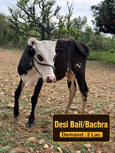 Bachra and wahria for qurbani