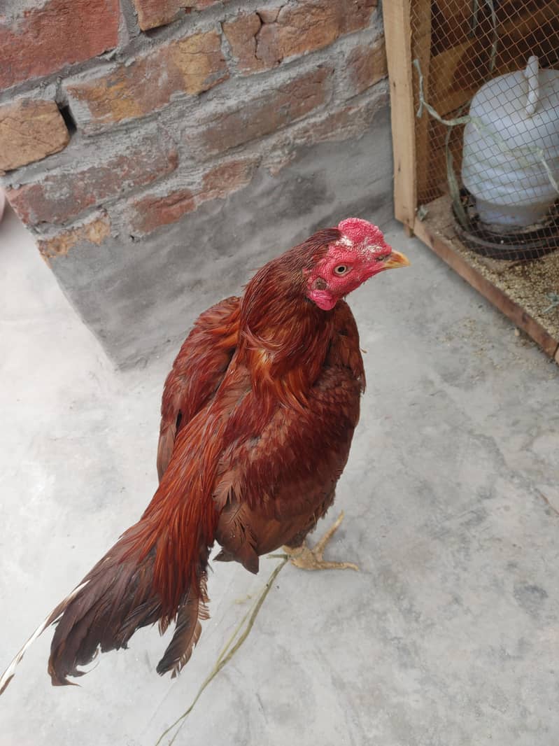 Hogan 3