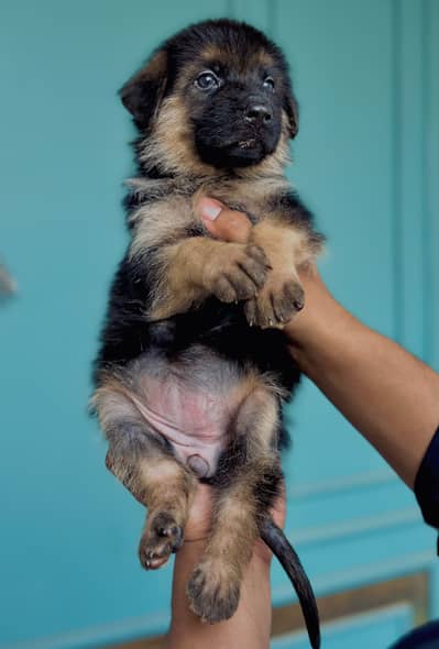 Female Puppy pedigree 40 days old