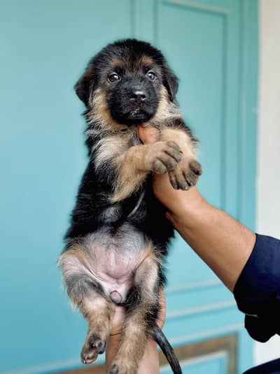 Female Puppy pedigree 40 days old