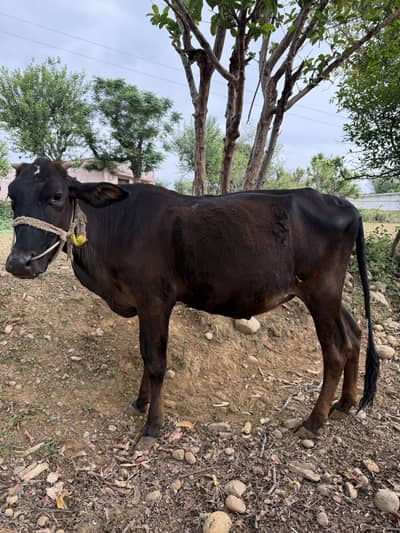 Bachra and wahria for qurbani